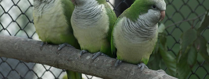 Vogelschau Rostock Mönchsittich