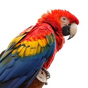 23. Große Rostocker Vogelschau in den Gewächshäusern bei Grönfingers