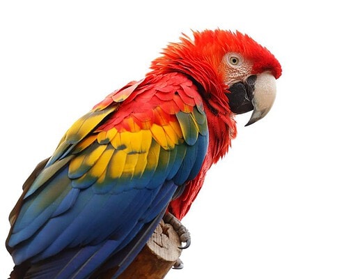 23. Große Rostocker Vogelschau in den Gewächshäusern bei Grönfingers