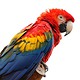 23. Große Rostocker Vogelschau in den Gewächshäusern bei Grönfingers