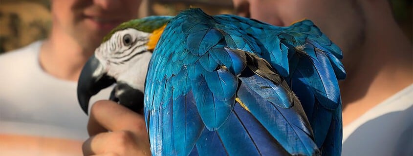 Vogelschau Rostock zahmer Papagei