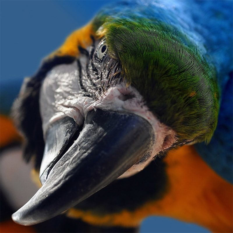Ara auf der Vogelschau in Rostock