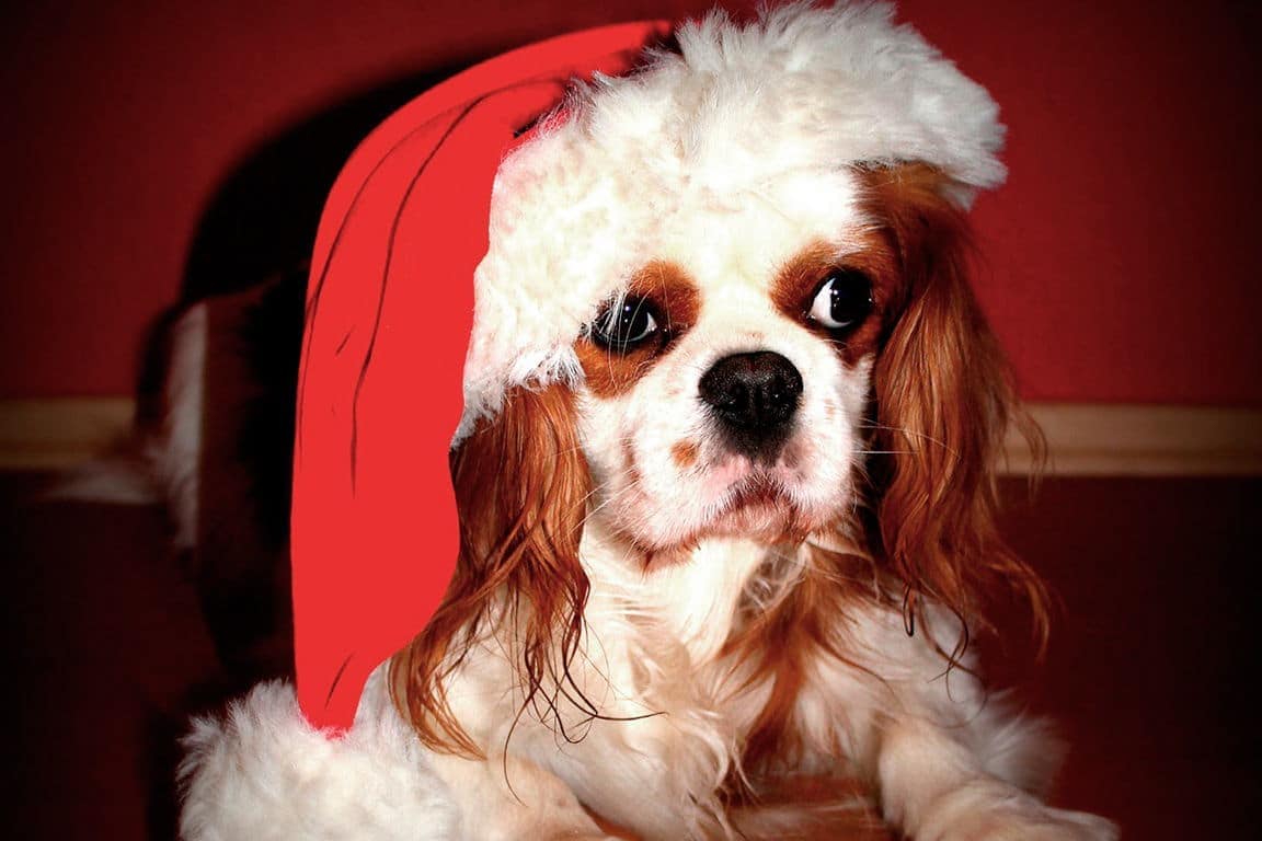 Tiere sind keine Weihnachtsgeschenke