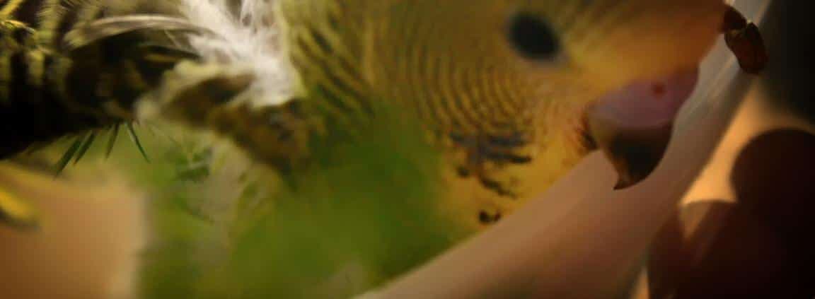 Vogelzucht Derichs aus Wassenberg 1 Vogelzüchter in 41849 Wassenberg