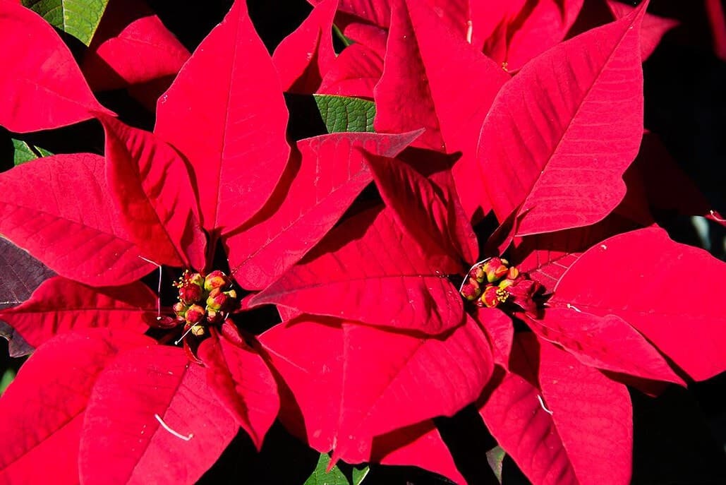 Weihnachtsstern