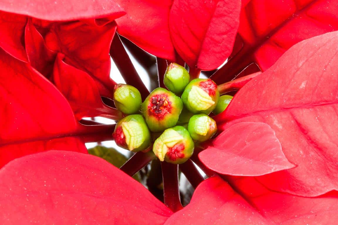 Weihnachtsstern mit Blüten