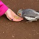Nymphensittichfütterung im Vogelpark