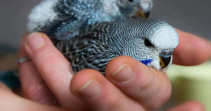 Wellensittichküken mit schwarzen Schnabel