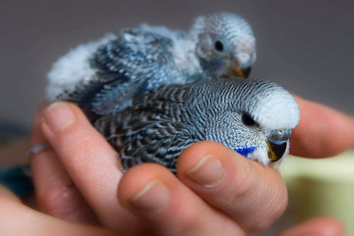Wellensittichküken mit schwarzen Schnabel