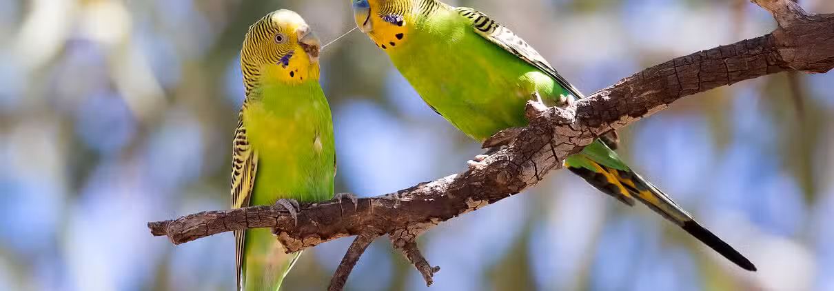Zwei grüne Wellensittiche, die auf einem Ast in Australien sitzen, sind in der Dokumentation zu sehen.