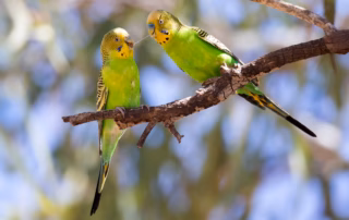 Zwei wildgrüne Wellensittiche auf einem Ast in Australien – ursprüngliche Heimat der Art