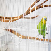 Vogelkäfig Wellensittich