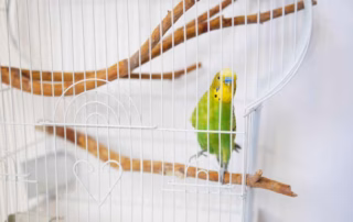 Vogelkäfig Wellensittich