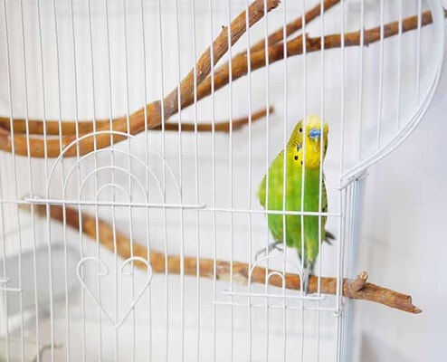 Vogelkäfig Wellensittich