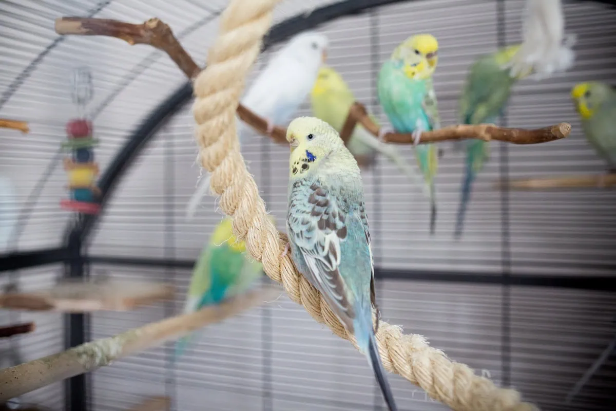 Vogelkäfig für Wellensittiche – Größe, Form und Ausstattung 2 Mehrere Wellensittiche sitzen in einem Vogelkäfig auf Naturästen und einem Sisalseil