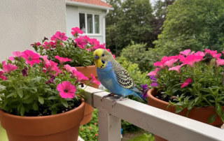 Ein blauer Wellensittich ist entflogen und sitzt auf einer Balkonbrüstung zwischen Blumentöpfen