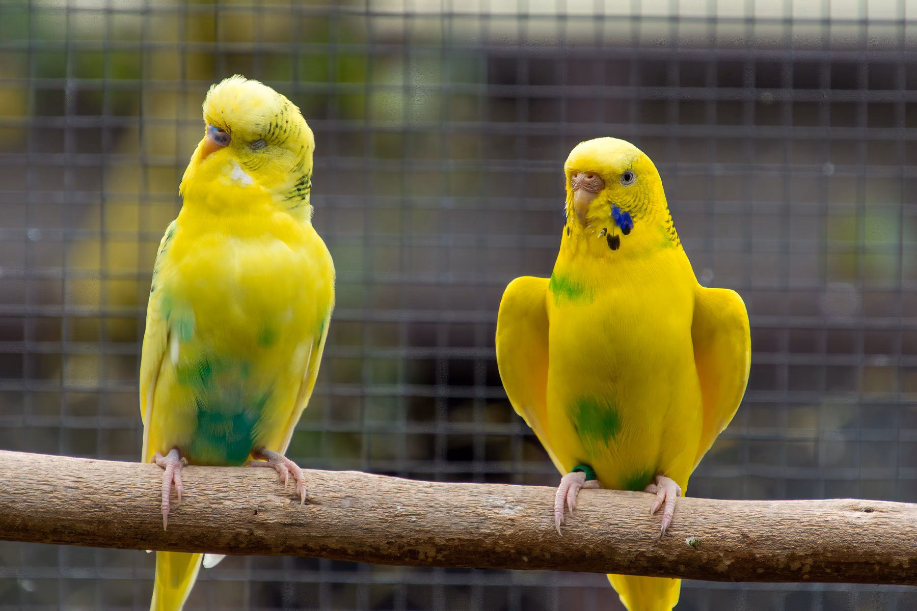 Zwei gelb-grüne Wellensittiche sitzen auf einem Naturast und scheinen miteinander zu kommunizieren oder zu sprechen.