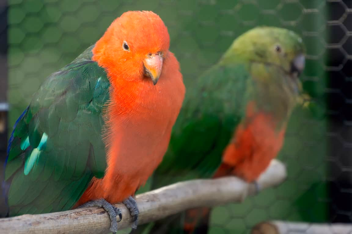Königssittich im Grönfingers Rostock