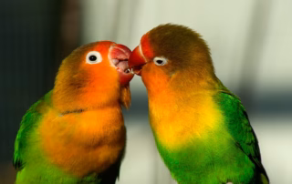 Agaporniden (Unzertrennliche, Lovebirds)