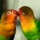 Agaporniden (Unzertrennliche, Lovebirds)