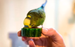 Wellensittich frisst Gurke