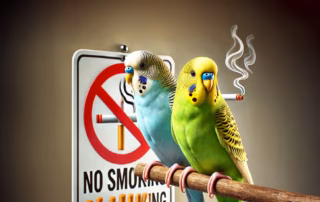 Rauchen und Wellensittiche: Warum Tabak und Rauch tödlich sind 7 Tabakprodukte und Zigaretten stellen eine erhebliche Gesundheitsgefahr für Wellensittiche