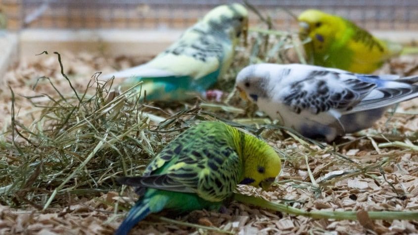 Wellensittiche haben Beschäftigung mit etwas Heu