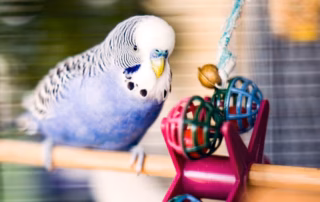 Wellensittiche beschäftigen: 15+ kreative Ideen gegen Langeweile 11 Wellensittich Beschäftigen