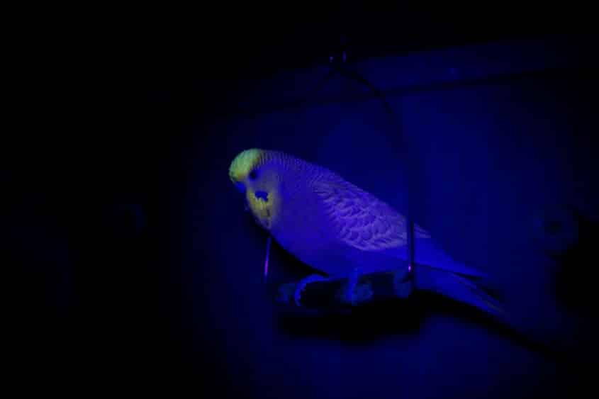 wellensittich uv licht
