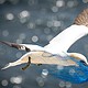 Plastikmüll bedroht Vögel