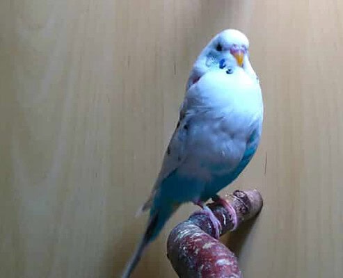 Wellensittich mit einem Lipom am Hals
