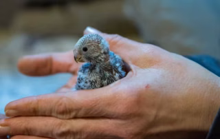 Gewerbsmäßige Vogelzucht: Wann Hobbyzüchter eine Erlaubnis brauchen 8 Gewerbsmäßige Vogelzucht