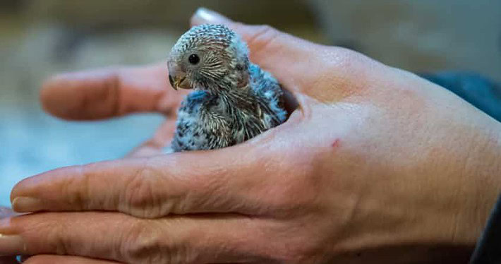 Gewerbsmäßige Vogelzucht