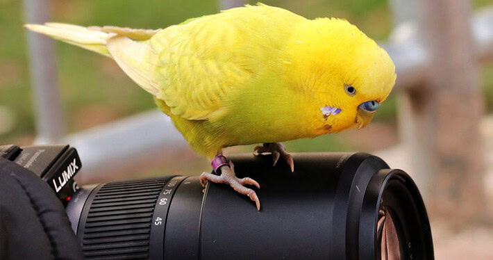 Monika Wegler Wellensittich Fotografieren