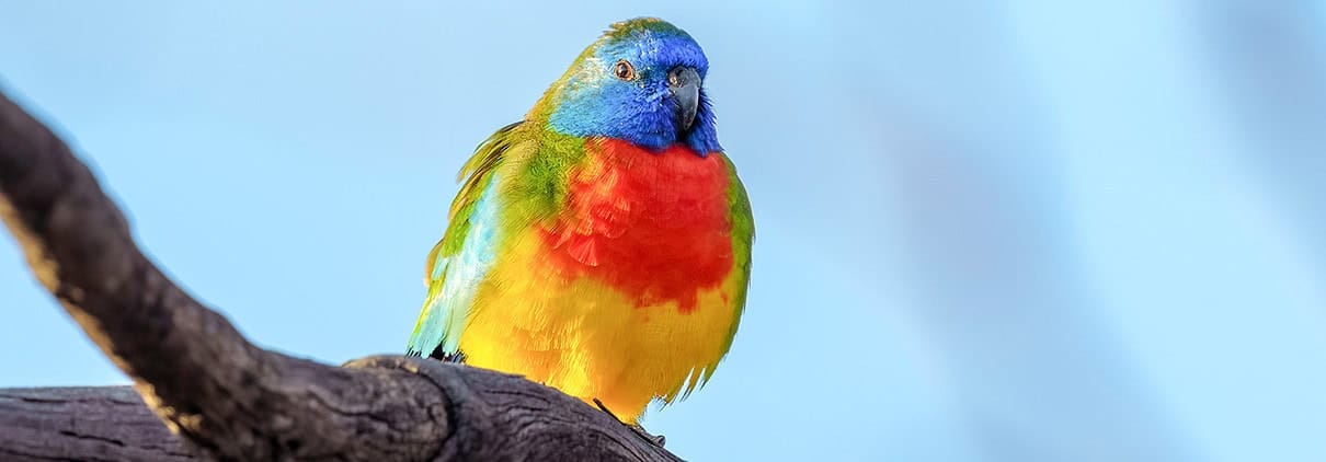 Männlicher Glanzsittich auf einem Ast