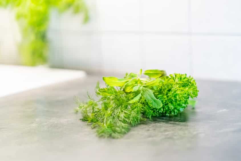 Kräuter, Gewürze & Heilpflanzen für Sittiche 3 Ein Bund frischer Küchenkräuter mit Dill, Basilikum und krauser Petersilie – geeignet für die Fütterung von Wellensittichen