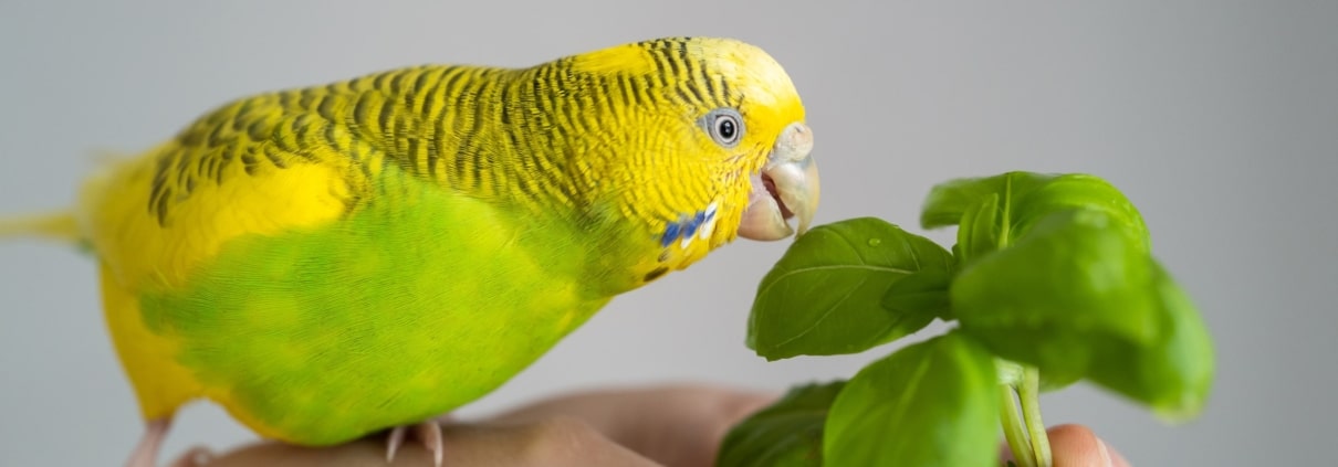 Grün-gelber Wellensittich auf einer Hand, der an frischem Basilikum knabbert – gesunde Kräuterfütterung