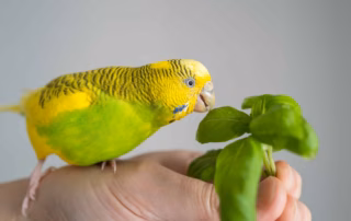 Kräuter, Gewürze & Heilpflanzen für Sittiche 4 Grün-gelber Wellensittich auf einer Hand, der an frischem Basilikum knabbert – gesunde Kräuterfütterung