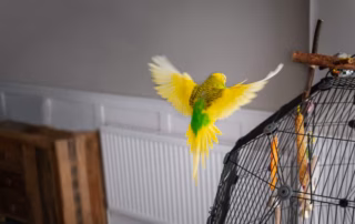 Freiflug: Wellensittiche sicher aus dem Käfig lassen 8 Freiflug Wellensittich