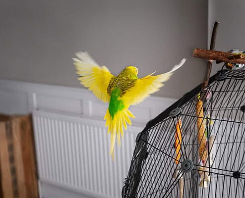 Freiflug Wellensittich