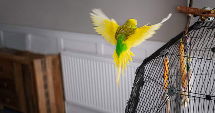 Freiflug Wellensittich