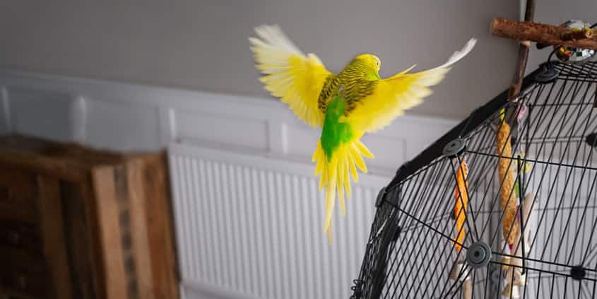 Freiflug Wellensittich