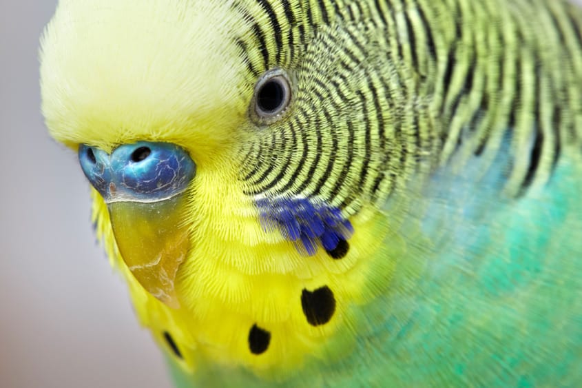 Wellensittich – klein, quirlig und gesellig Wellensittich – kleinster Papageienvertreter
