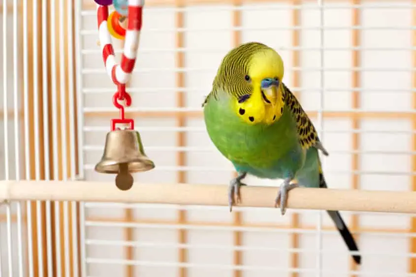 Wellensittich eingewöhnen – Tipps & Dauer für eine stressfreie Ankunft 2 Wellensittich eingewöhnen – grüner Vogel sitzt im Käfig auf einer Stange mit Glockenspiel