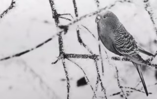 Welche Temperaturen halten Wellensittiche aus? 5 Wellensittich Temperatur