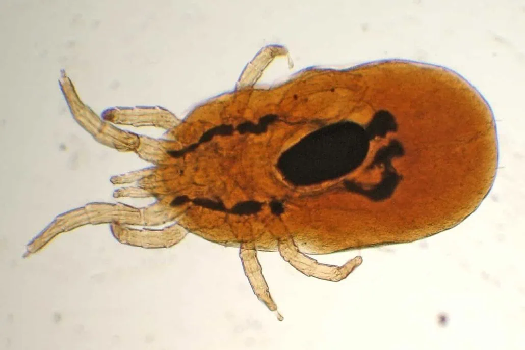 Milben beim Wellensittich erkennen & behandeln – Symptome, Arten & Hilfe 3 Rote Vogelmilbe – blutsaugender Parasit, der bei Wellensittichen Juckreiz und Blutarmut verursacht