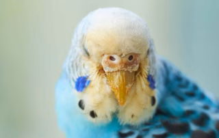 Milben beim Wellensittich erkennen & behandeln – Symptome, Arten & Hilfe 4 Wellensittich mit Grabmilben am Schnabel – typische Verkrustungen durch Räudemilben erkennen