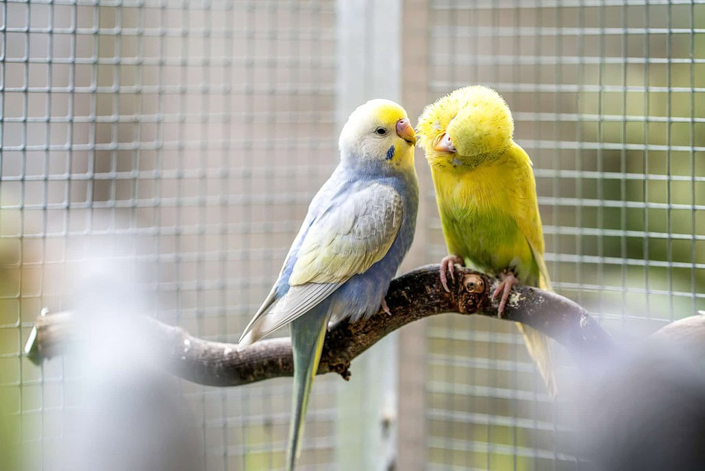 Wellensittiche in einer Zoohandlung warten auf einen neuen Besitzer.