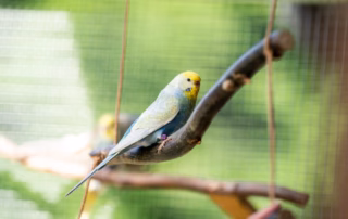 Eingewöhnung eines Wellensittichs an die neue Umgebung.
