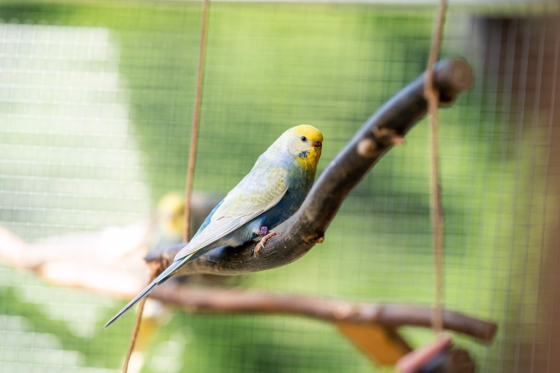 Wellensittiche eingewöhnen: So fühlt sich der neue Vogel schnell wohl Eingewöhnung eines Wellensittichs an die neue Umgebung.